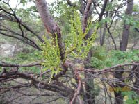 Feuerland-Nationalpark