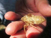 Iguazu-Wasserfälle - argentinische Seite