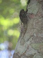 Iguazu-Wasserfälle - argentinische Seite