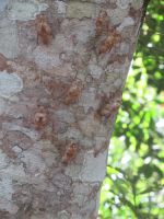 Iguazu-Wasserfälle - argentinische Seite
