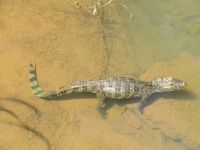 Iguazu-Wasserfälle - argentinische Seite
