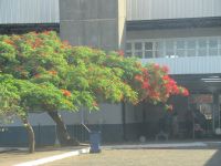 Feuerbaum an der argentinisch-brasilianischen Grenze