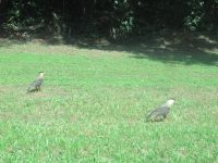 Iguazu-Wasserfälle - brasilianische  Seite