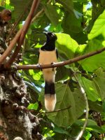Iguazu-Wasserfälle - argentinische Seite