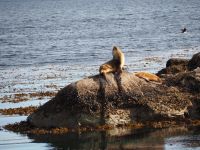 Schifffahrt auf dem Beagle Kanal