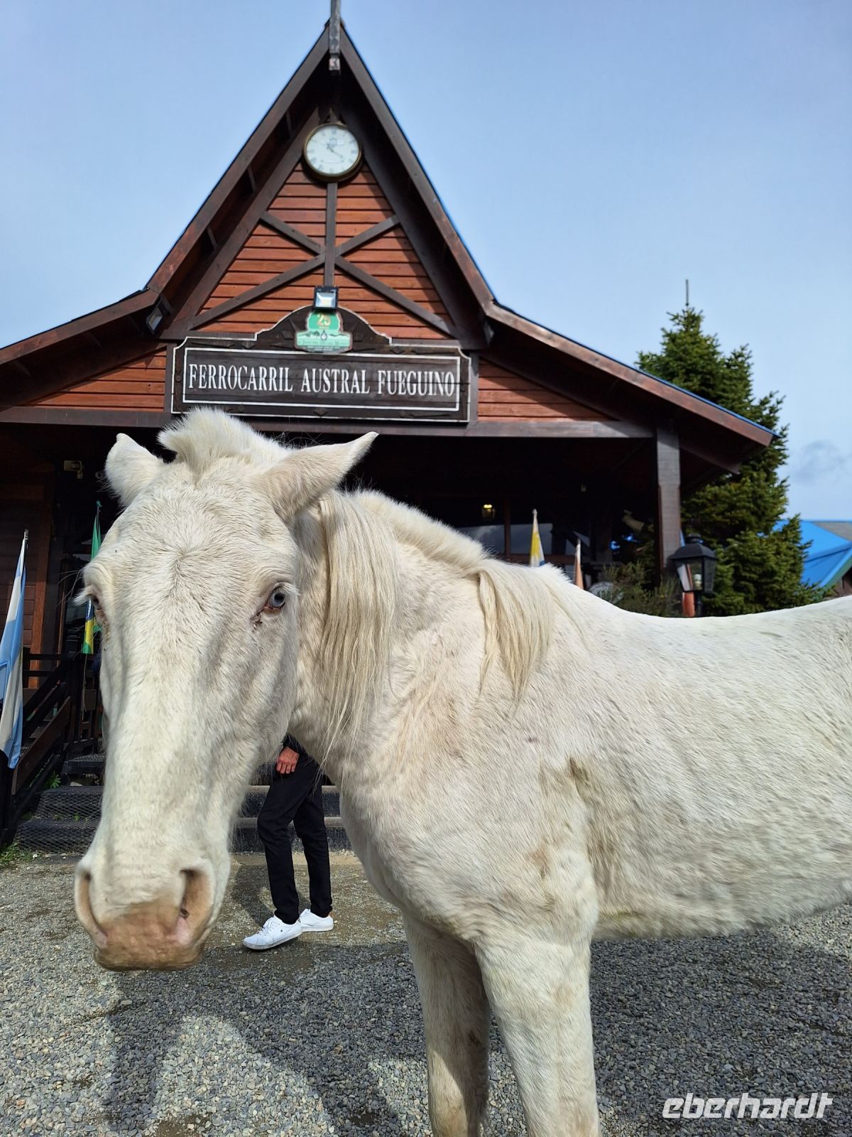 Wildpferde im Feuerland Nationalpark
