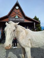 Wildpferde im Feuerland Nationalpark