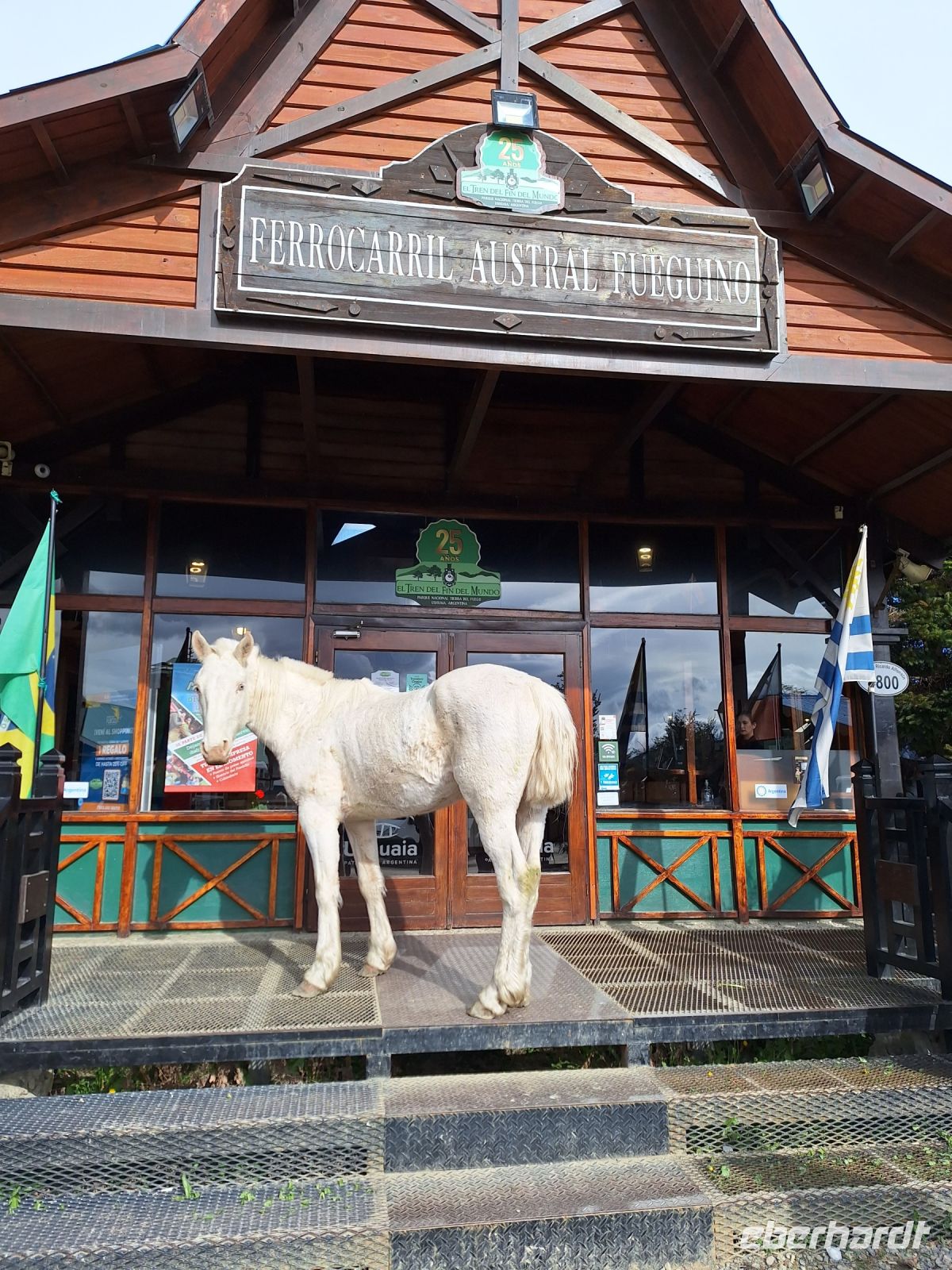 Wildpferde im Feuerland Nationalpark