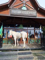 Wildpferde im Feuerland Nationalpark