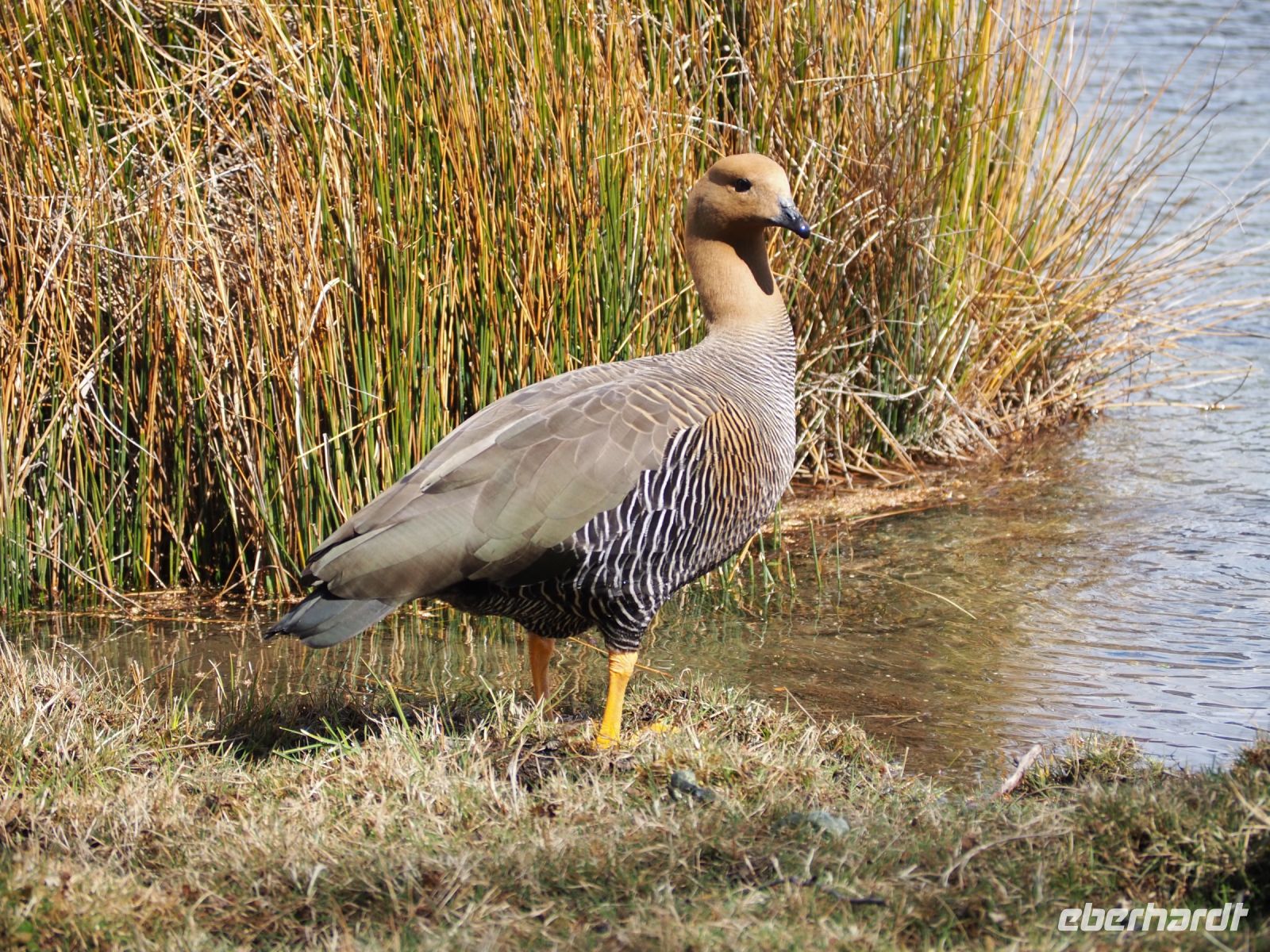 Weibliche Magellangans