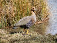 Weibliche Magellangans