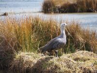 Männliche Magellangans