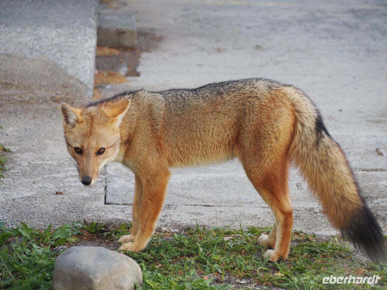 Los Glaciares Nationalpark: Culpeo