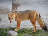 Los Glaciares Nationalpark: Culpeo