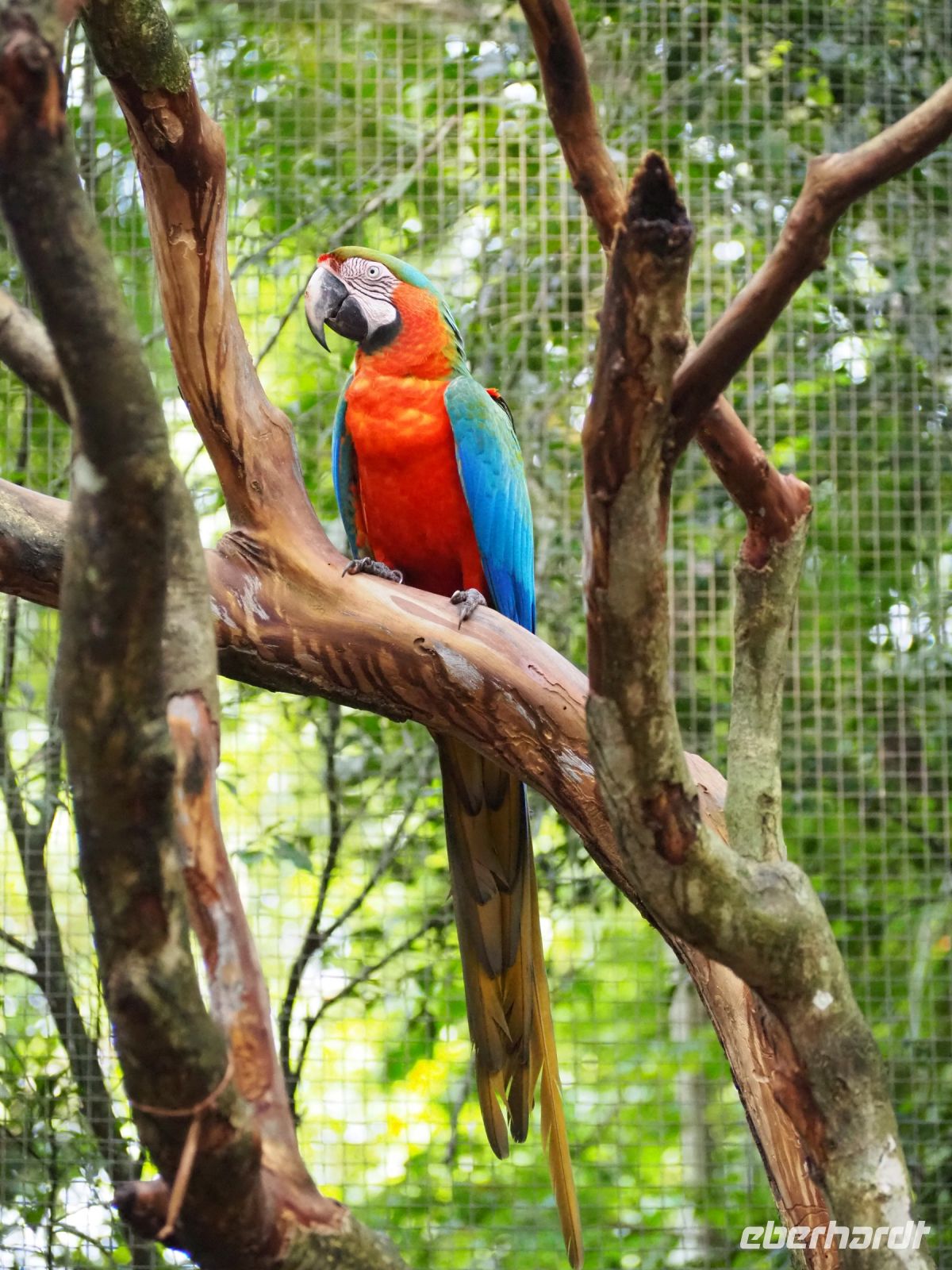 Vogelpark Iguazu