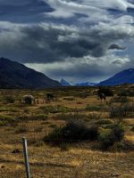 die Pferde der Gauchos auf der WEide