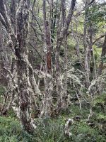 endemische Flechten und Moose an den Bäumen