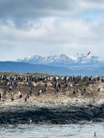 sondern Königskormorane