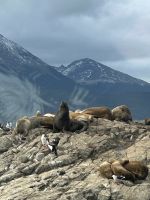 der Bulle schart die Familie um sich