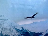 ein Kondor - der König der Anden (Spannweite 3m)