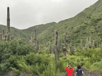Kandelaber Kakteen - wachsen 2cm pro Jahr