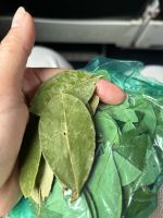 In der Höhe helfen Kokablätter gegen mögliche Kopfschmerzen