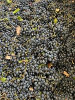 Schicksal schon klar: daraus wird Rotwein