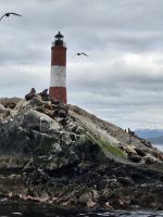 Seelöwen im Beagle Kanal