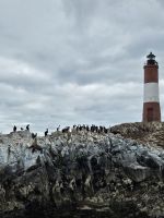 Seelöwen im Beagle Kanal