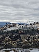Seelöwen im Beagle Kanal
