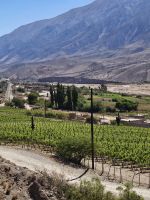 Weingebiet mit Kakteen