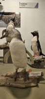 Pinguine im Museum von Ushuaia 