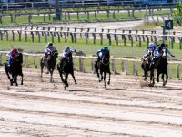 Pferde in der Zielgerade Perderennbahn Buenos Aires