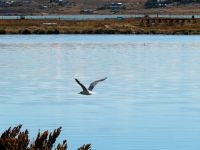 Möwe in der Laguna Nimez in Calafate Argentinien