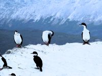 Blauaugenscharben (Kormoranart) beim Putzen ihr Gefieders