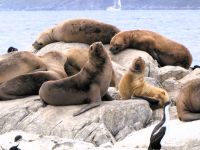 Seelöwen beim Sonnenbad im Beagle Kanal