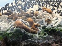 Robben und Vögel in Harmonie im Beagle Kanal Argentinien