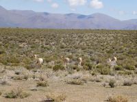 Vikunjas beim Grasen in der kargen Landschaft Argentiniens
