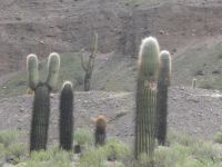 Kandelaberkakteen wohin das Auge blickt Argentinien