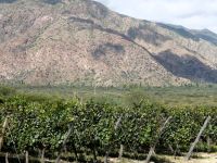 Weinstöcke bei Piatelli vor der Weinlese Argentinien