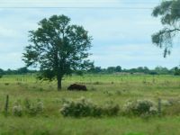 Rinder gibt es hier auch