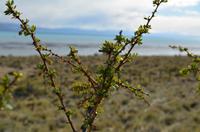 Calafate-Strauch