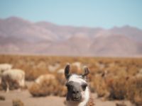Lama
