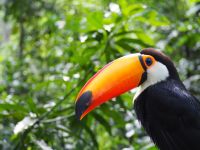 Vogelpark Iguazu