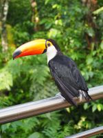 Vogelpark Iguazu