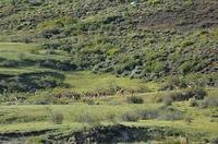 wilde Guanaco Herde