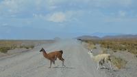 wilde Lamas