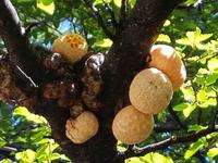 17 Tage Wanderreise Argentinien und Chile – Patagonien und Feuerland mit Buenos Aires – Nationalpark Los Glaciares mit El Chalten und Perito Moreno – Nationalpark Torres del Paine – Feuerland – Ushuaia (85)