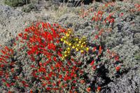 17 Tage Wanderreise Argentinien und Chile – Patagonien und Feuerland mit Buenos Aires – Nationalpark Los Glaciares mit El Chalten und Perito Moreno – Nationalpark Torres del Paine – Feuerland – Ushuaia (136)