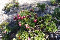 17 Tage Wanderreise Argentinien und Chile – Patagonien und Feuerland mit Buenos Aires – Nationalpark Los Glaciares mit El Chalten und Perito Moreno – Nationalpark Torres del Paine – Feuerland – Ushuaia (216)